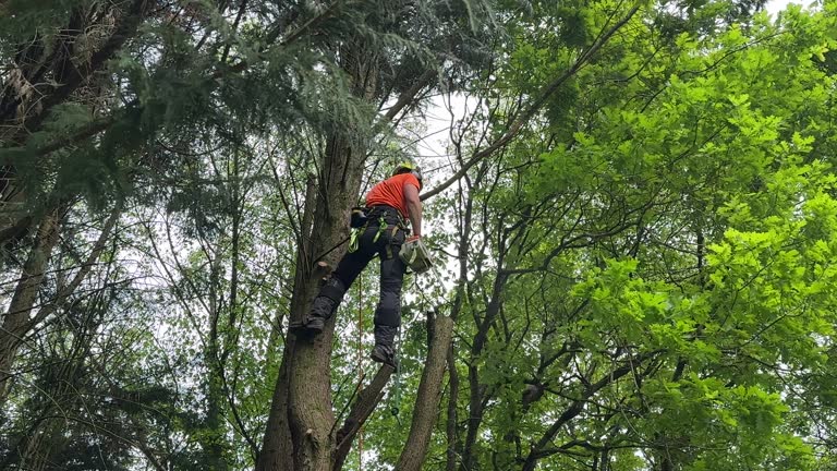 How Our Tree Care Process Works  in China Lake Acres, CA